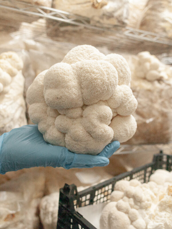 Hericium Löwenmähne Bio-Pilzpulver
